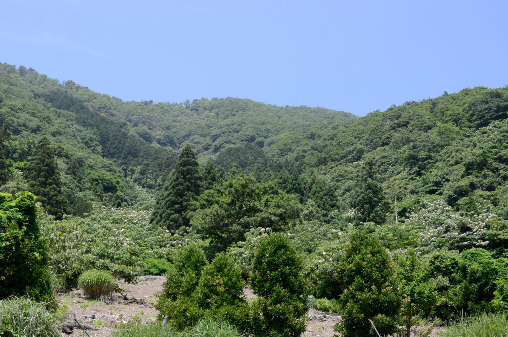 若狭の里山